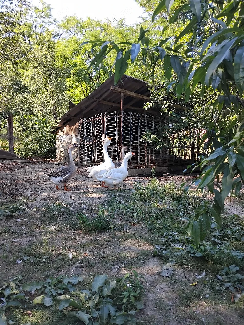 Gâste de vanzare