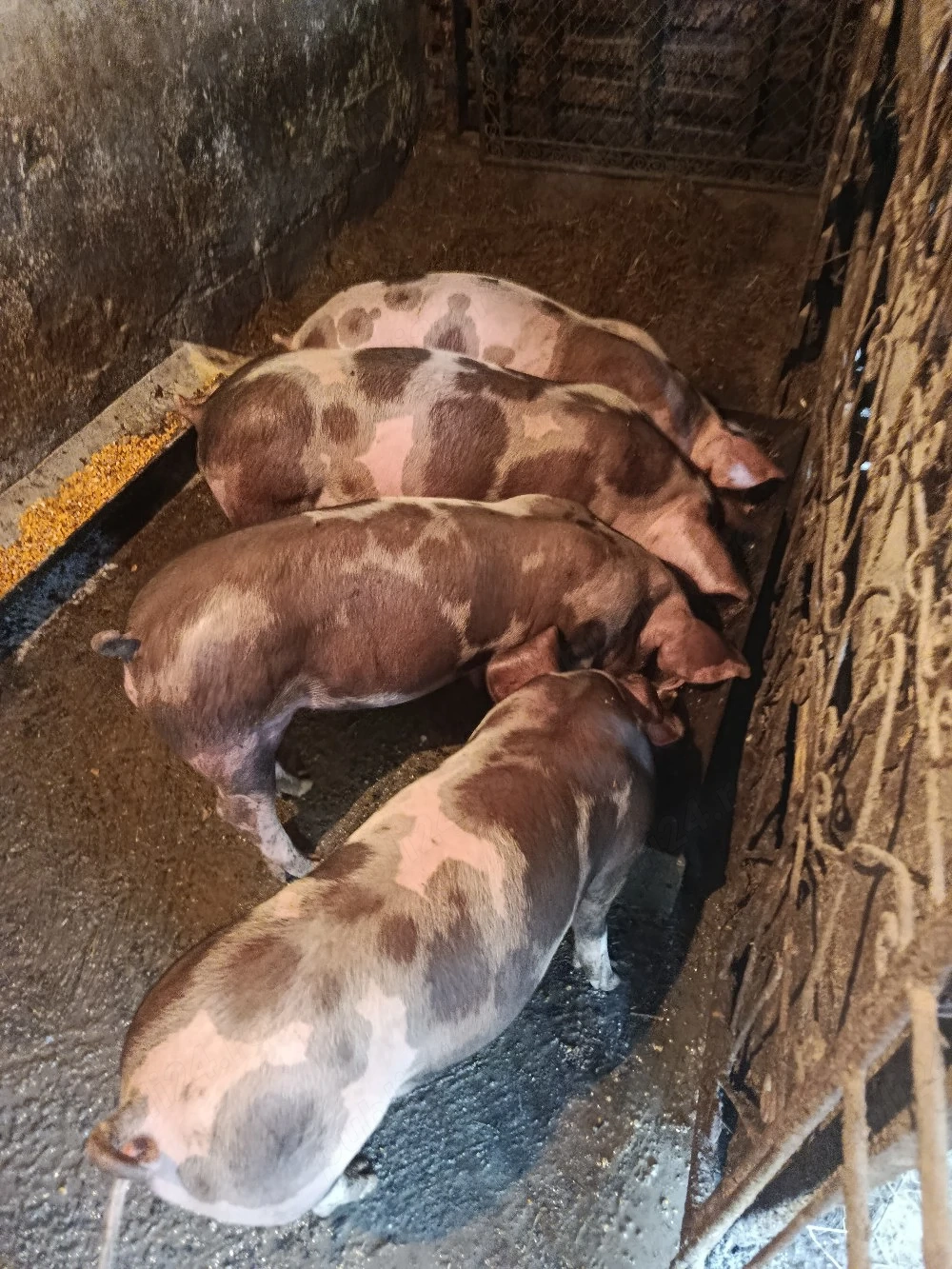 porci de vânzare 