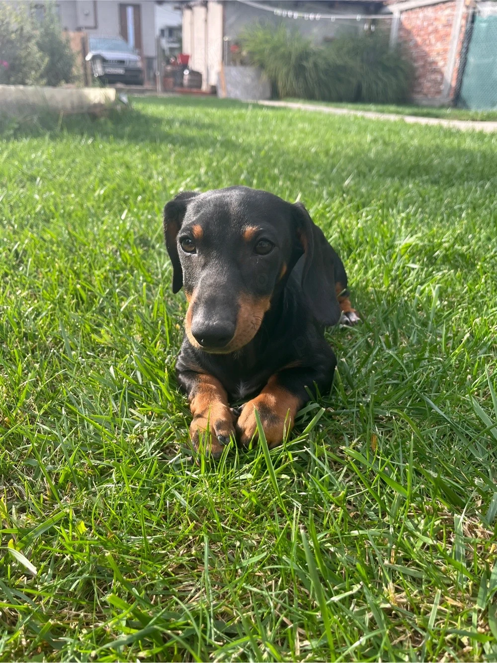 Pui Teckel (Dachshund) negru cu maro