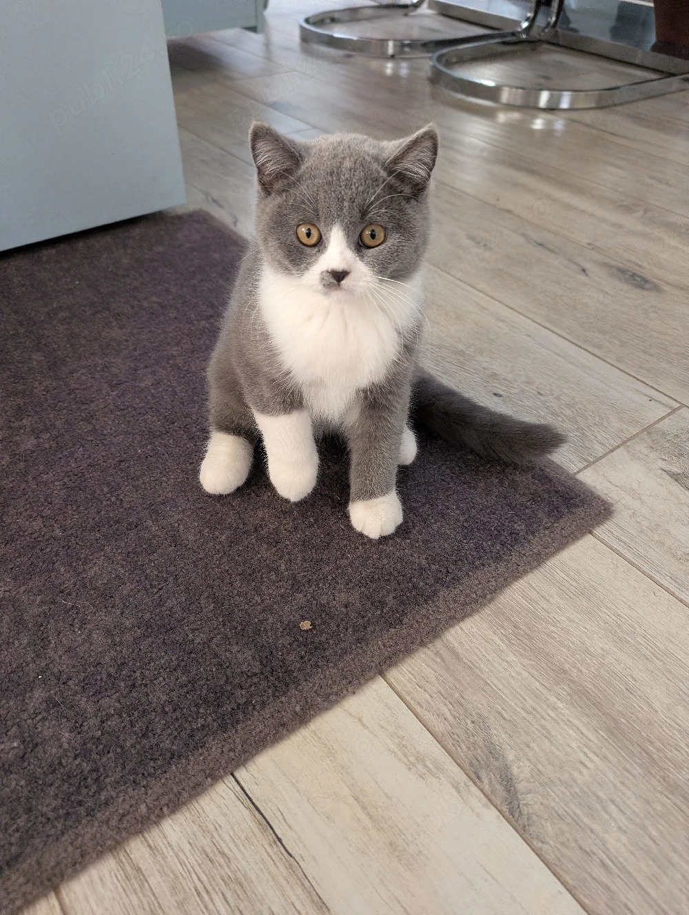 Puiuti british short hair