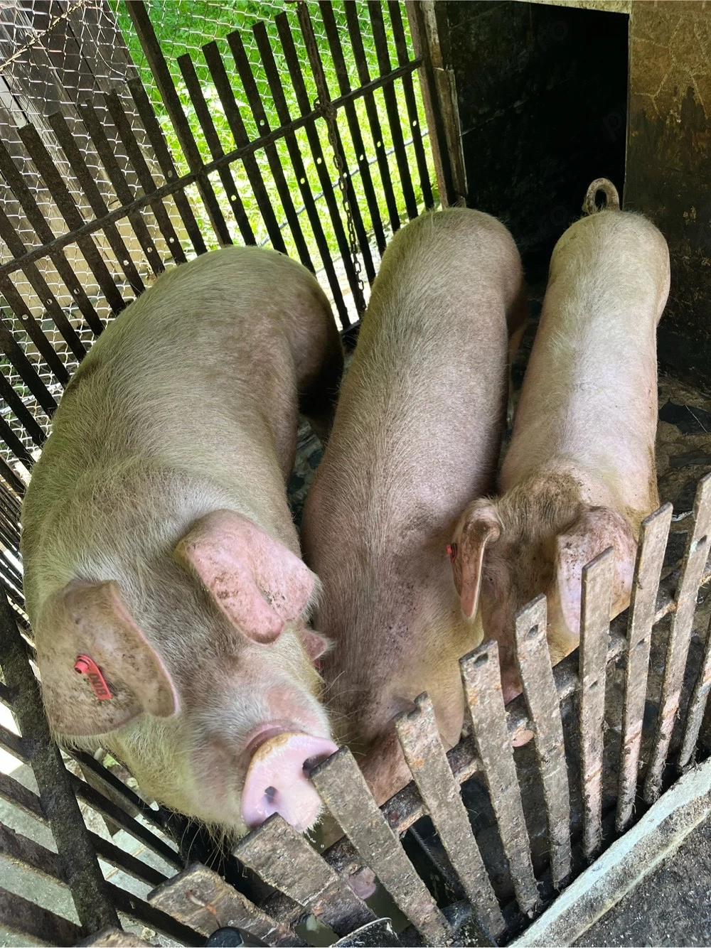 porci de vanzare 
