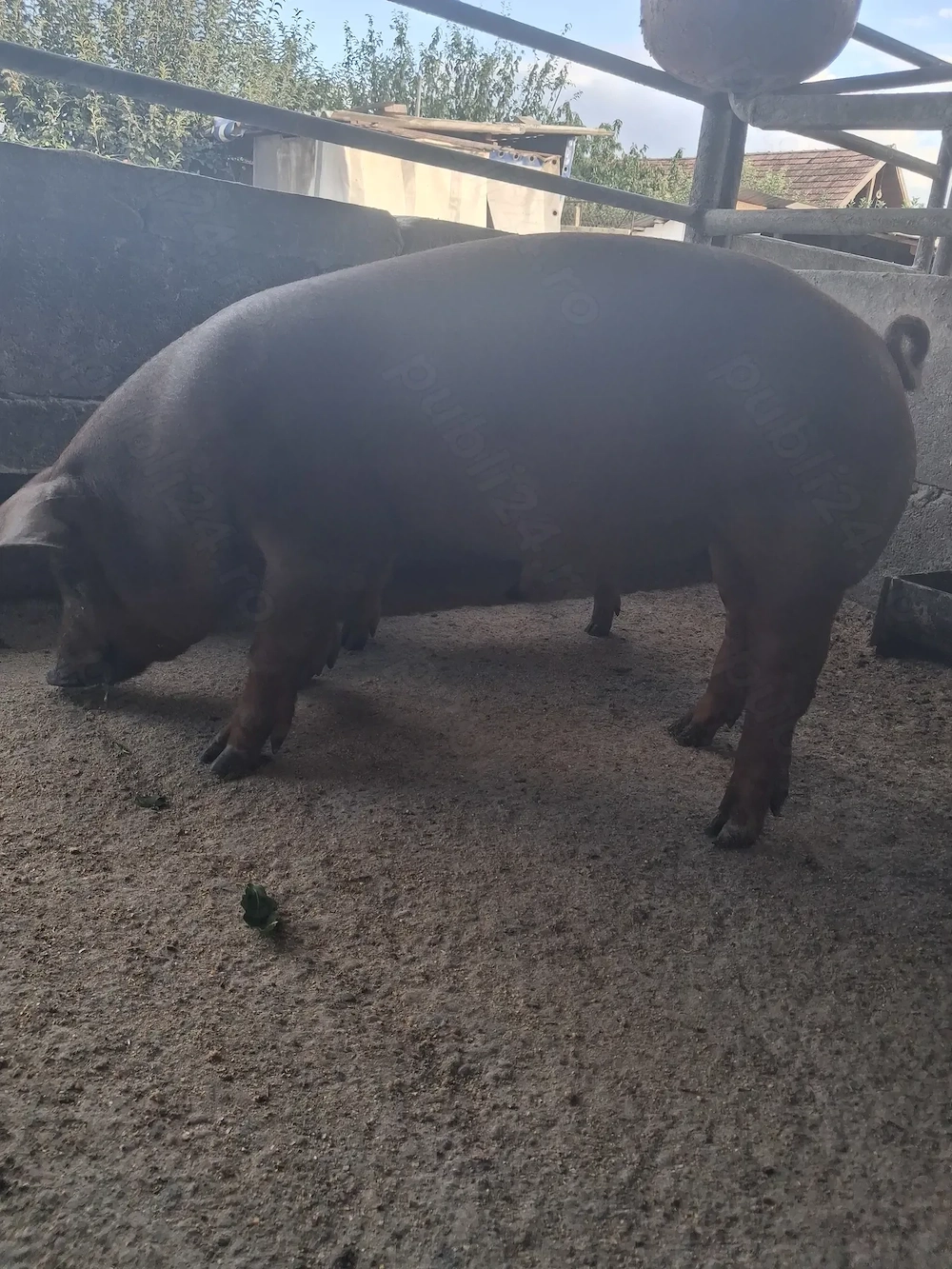 de vanzare 1 mascul 40 kg rasă duroc