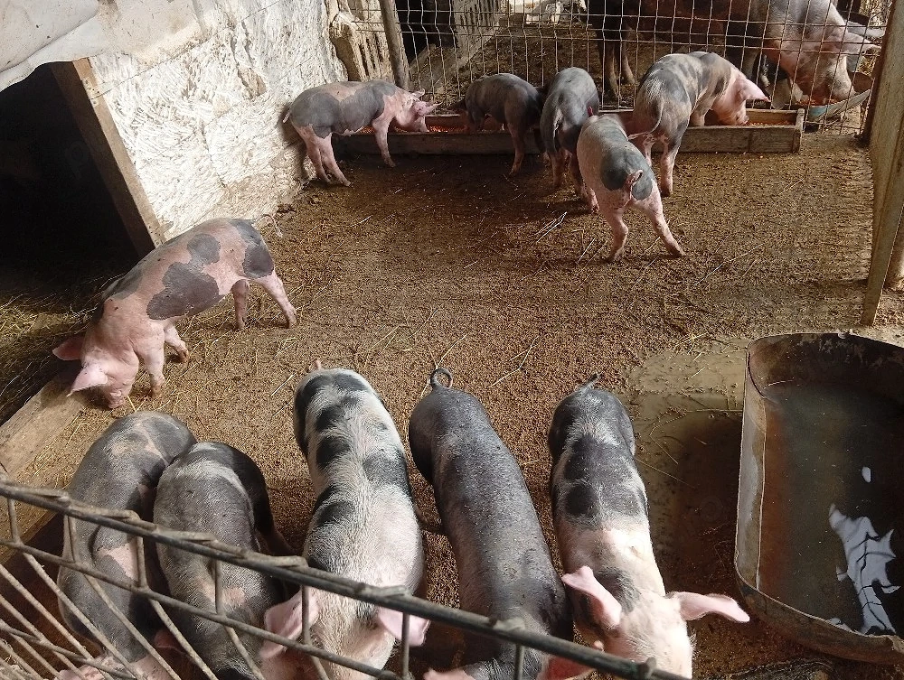 vand porci 