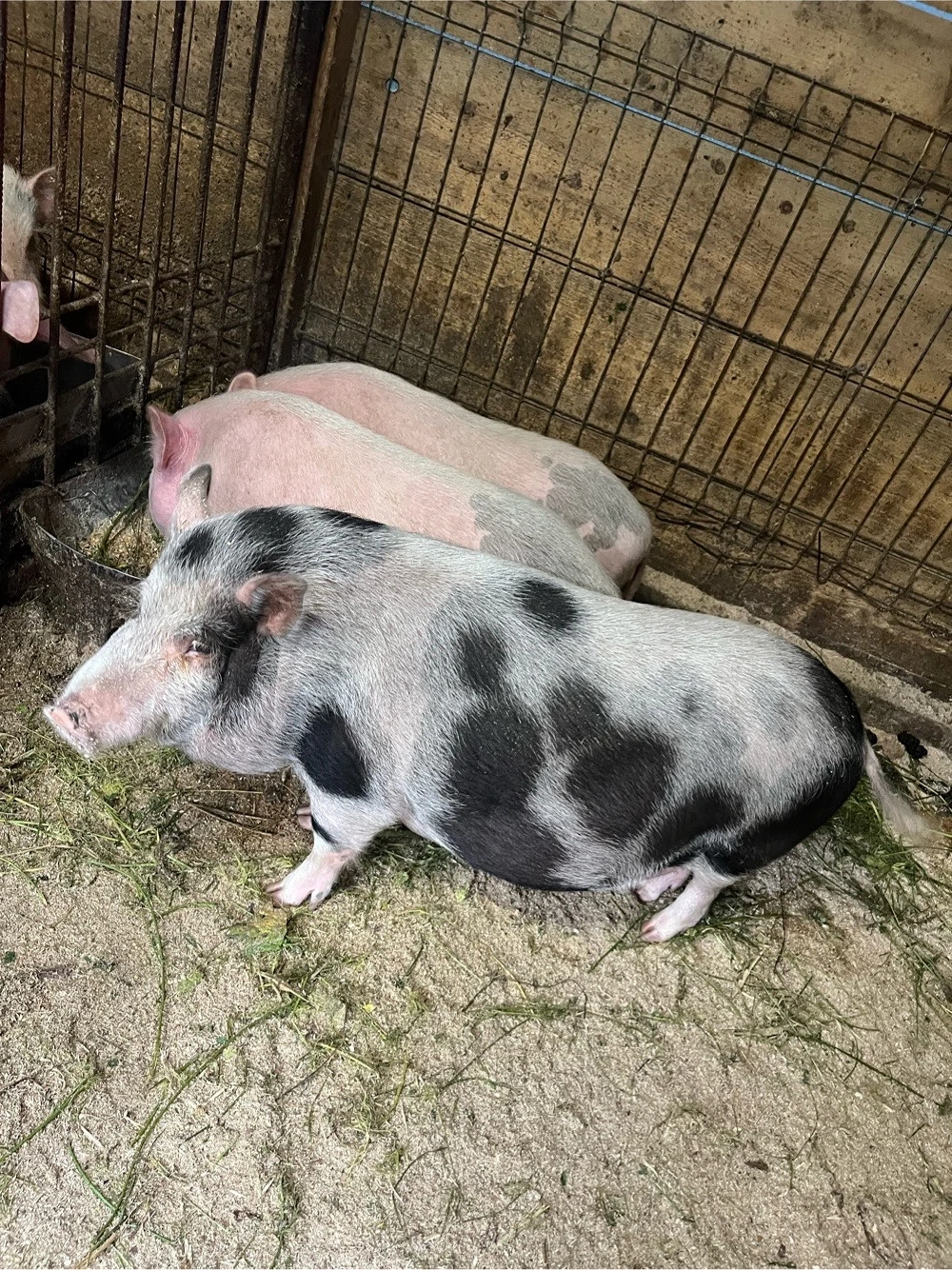 porci porci