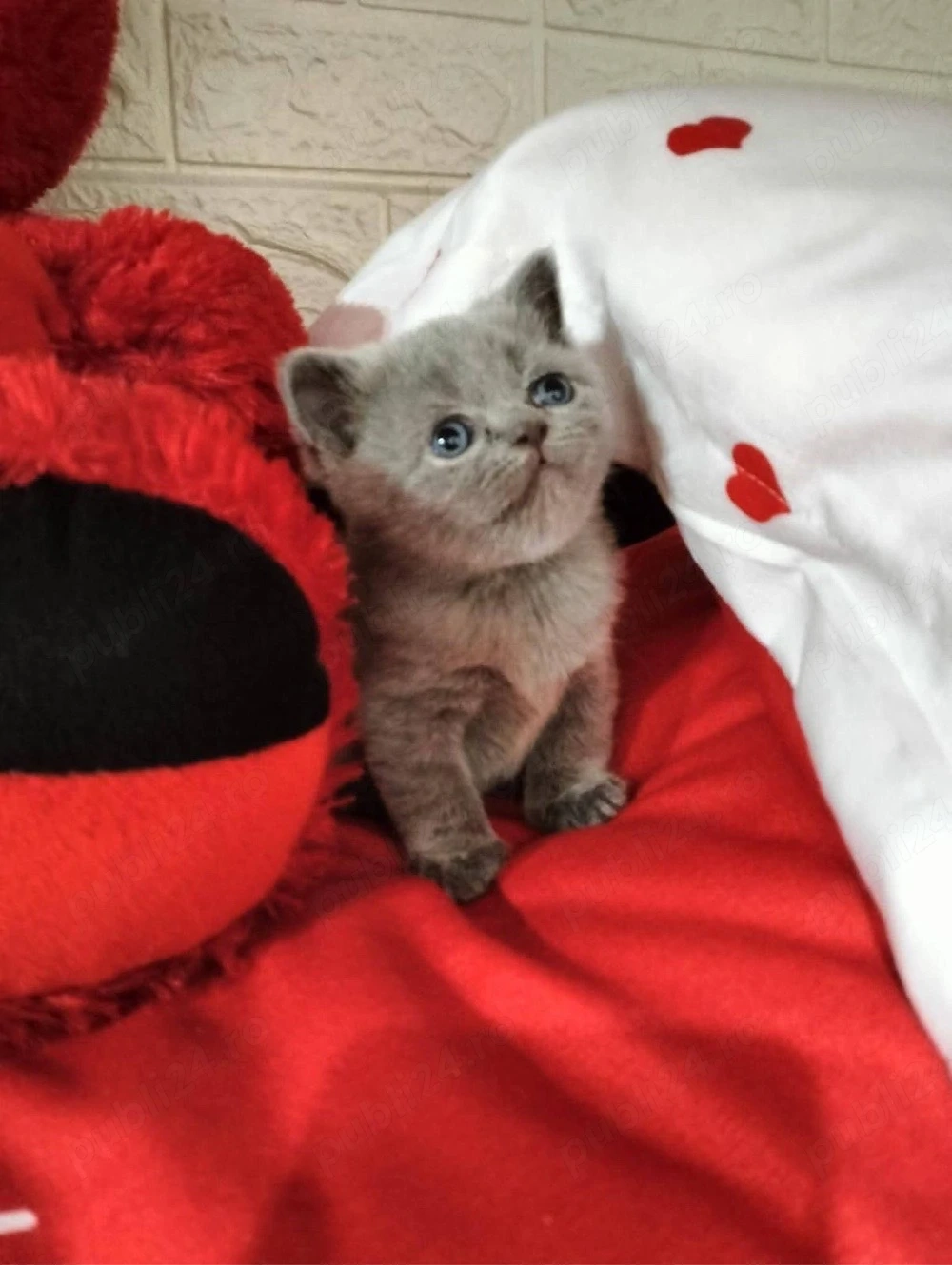 Puiuti de pisica British Shorthair