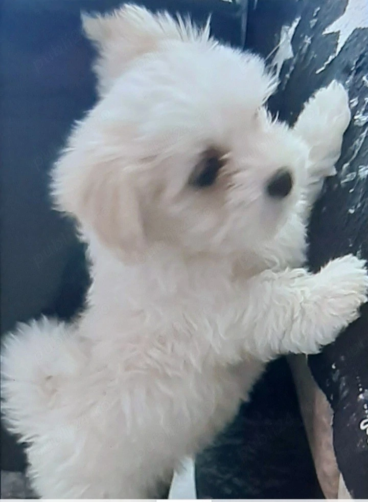 Bichonel maltez mini toy 