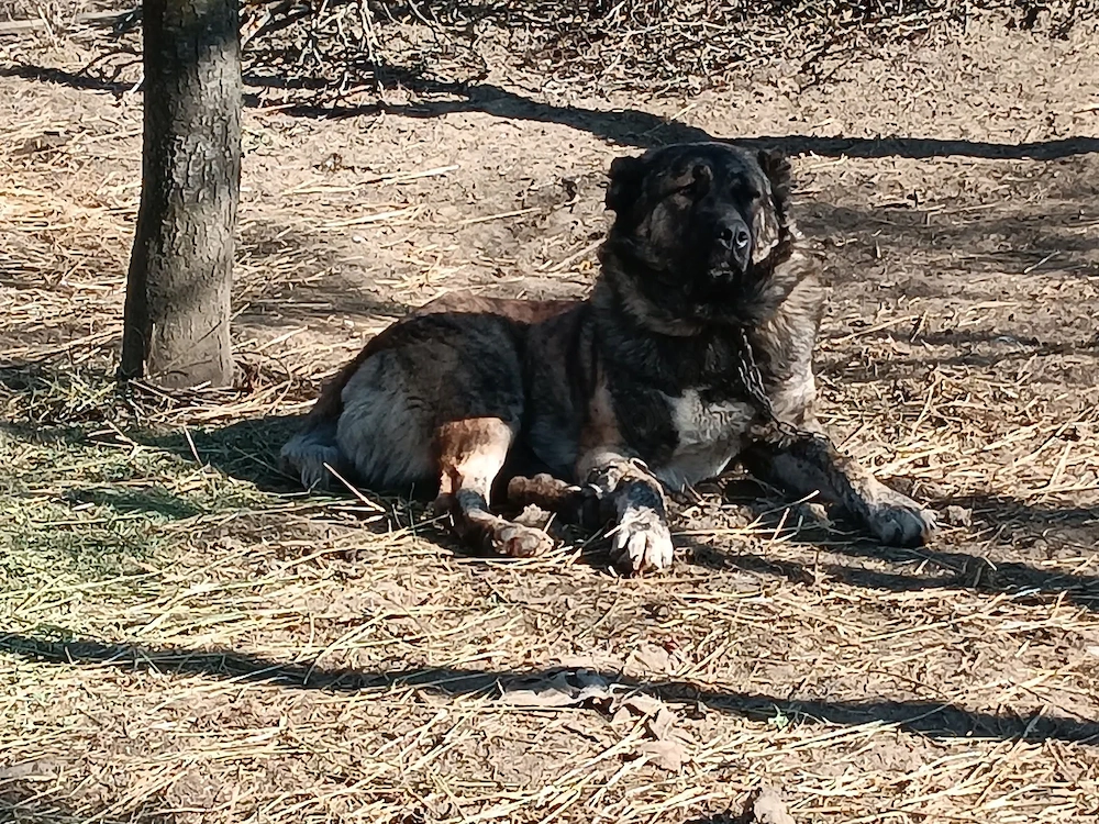 Vând câine ciobănesc 