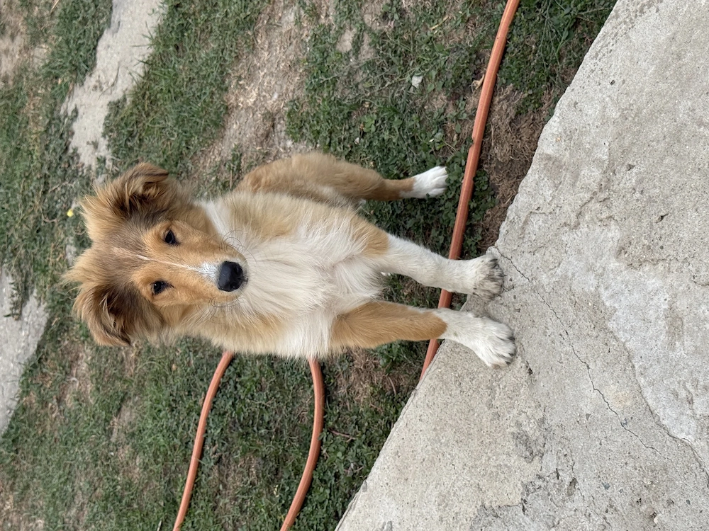 Vând Collie Rough