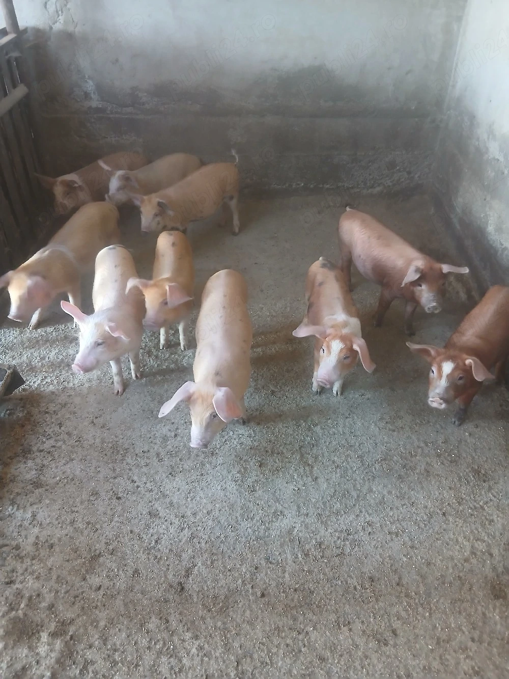 Purcei 10 saptamani duroc si petrean