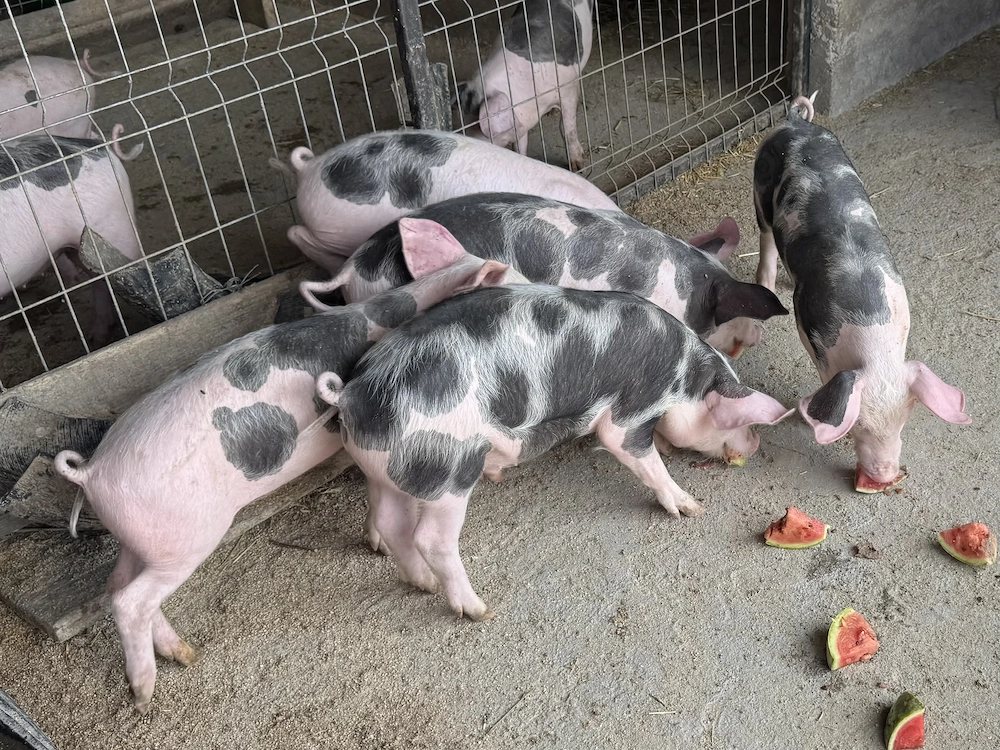 De vânzare purcei!!!