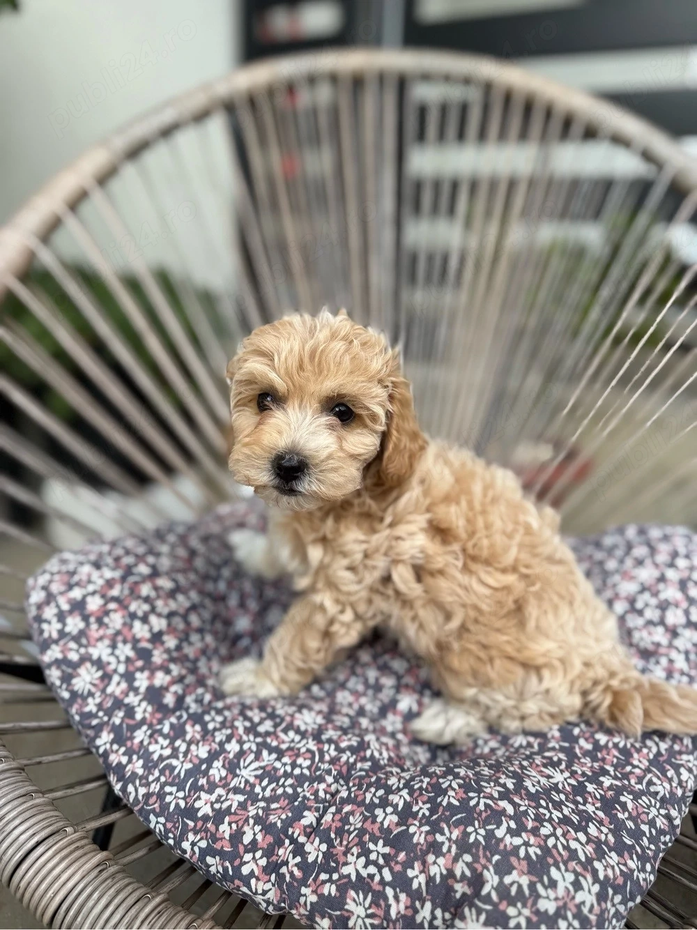 Pui metis Bichon   Pudel Mini Toy, talie mic