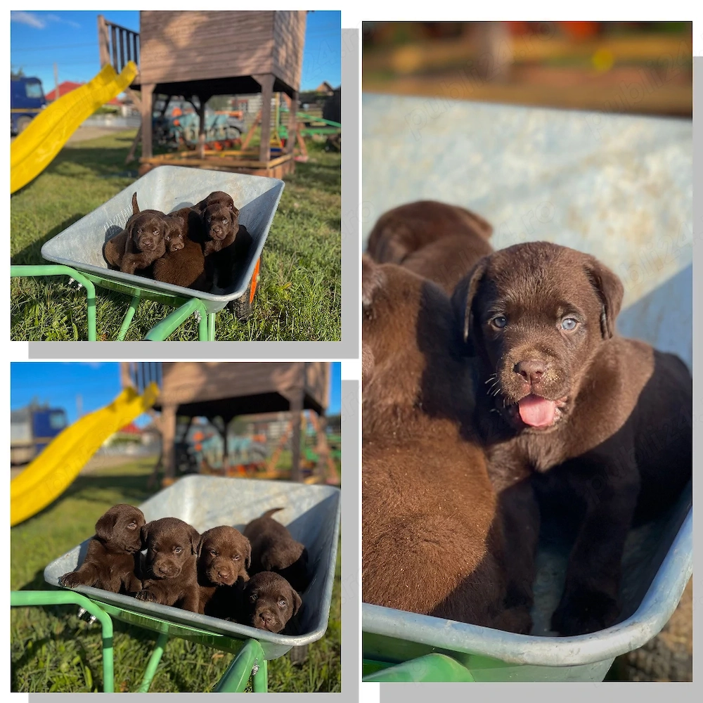 Cățeluși Labrador Retriever ciocolatiu*