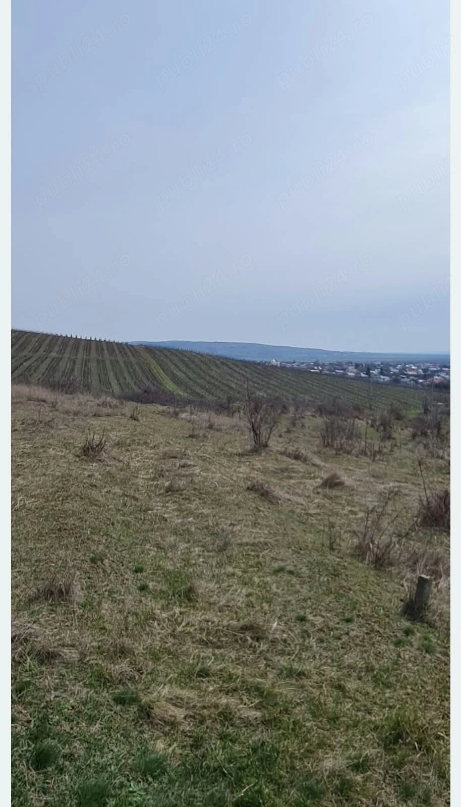 Teren viticol intravilan extravilan 3,5 ha