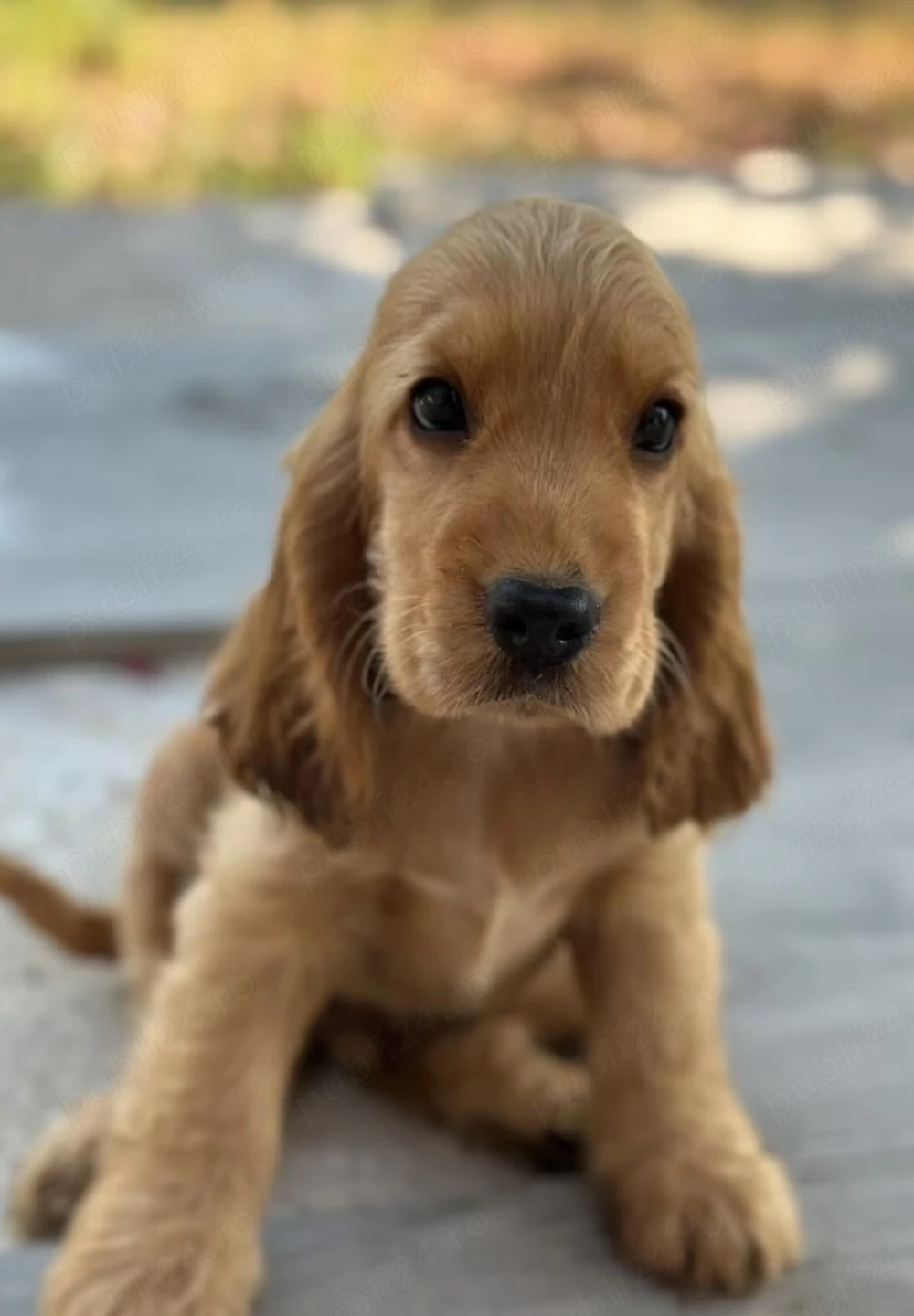 Cocker Spaniel - SUPERBI 