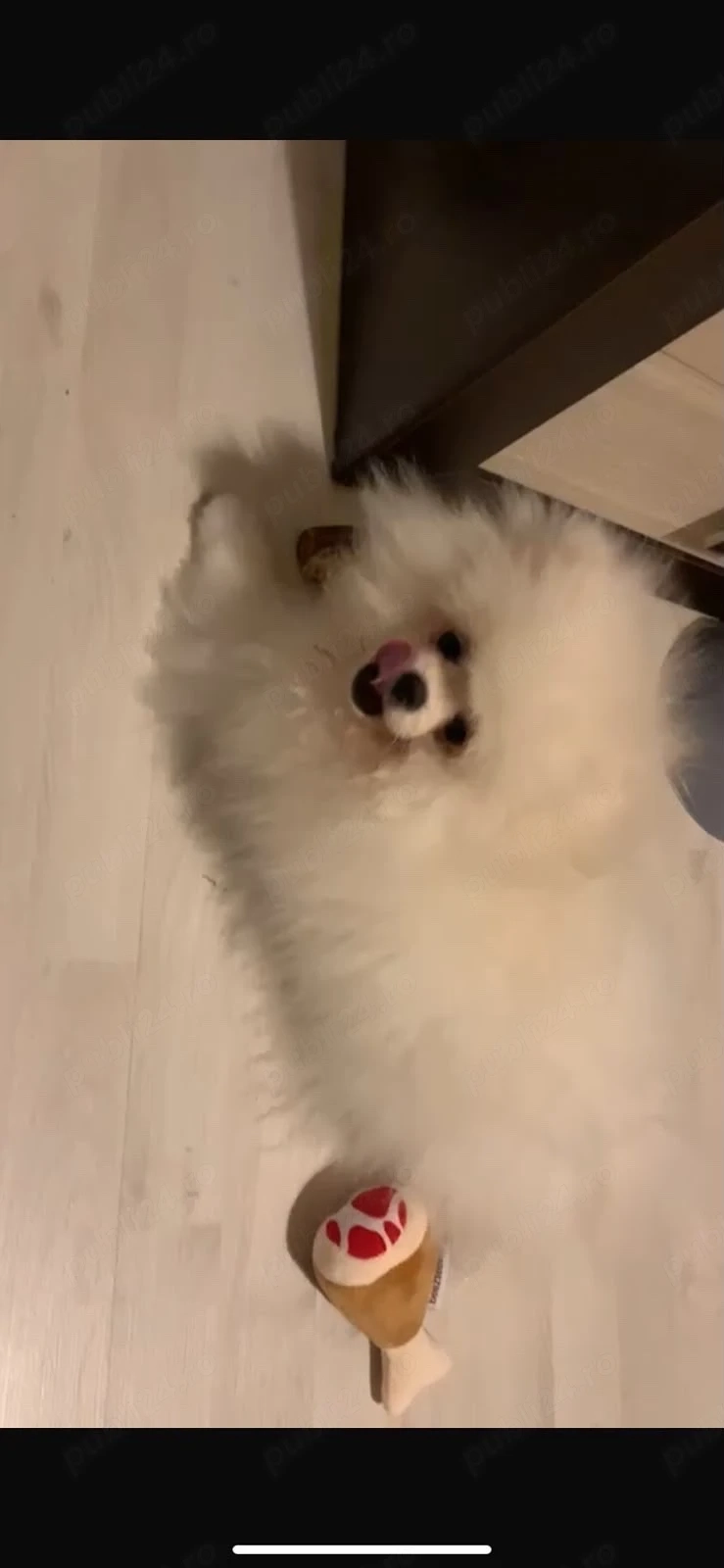 pomeranian pui 4 luni baietel 