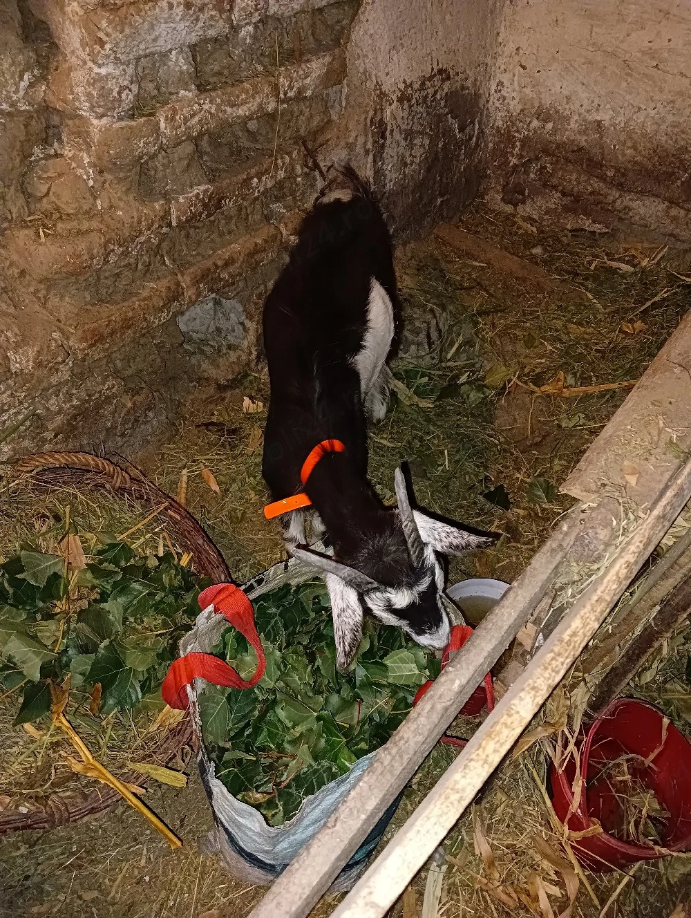 ieduță de vânzare șase luni din capră bună de lapte și fără miros laptele 