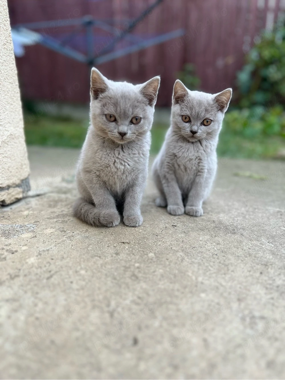Motan british gray 