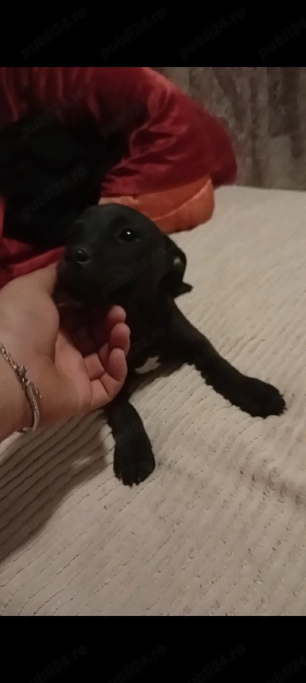 femele amstaff cu boxer