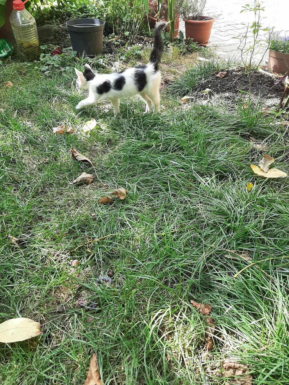 Salvare animalute abandonate pe camp !