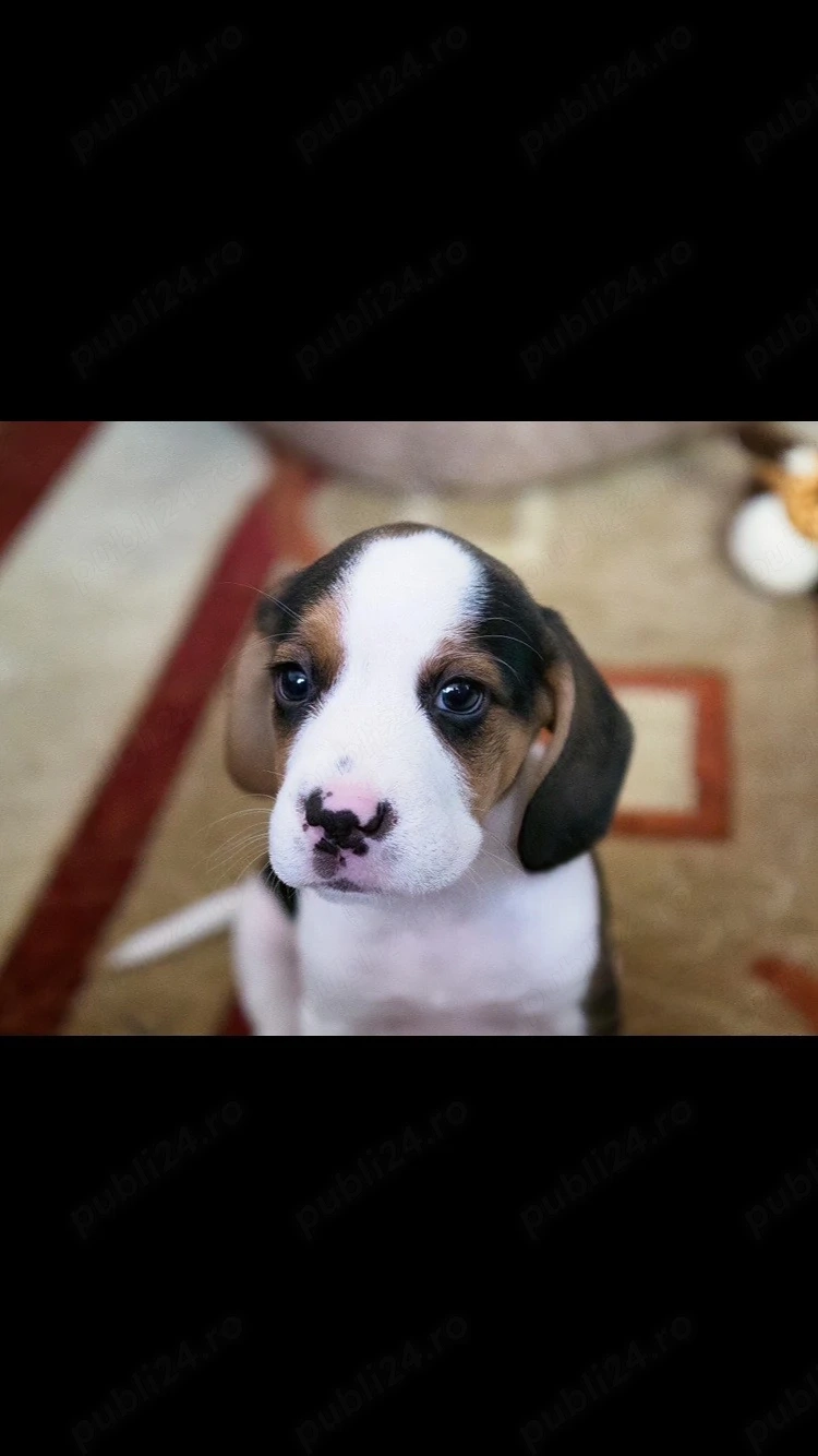 beagle tricolori