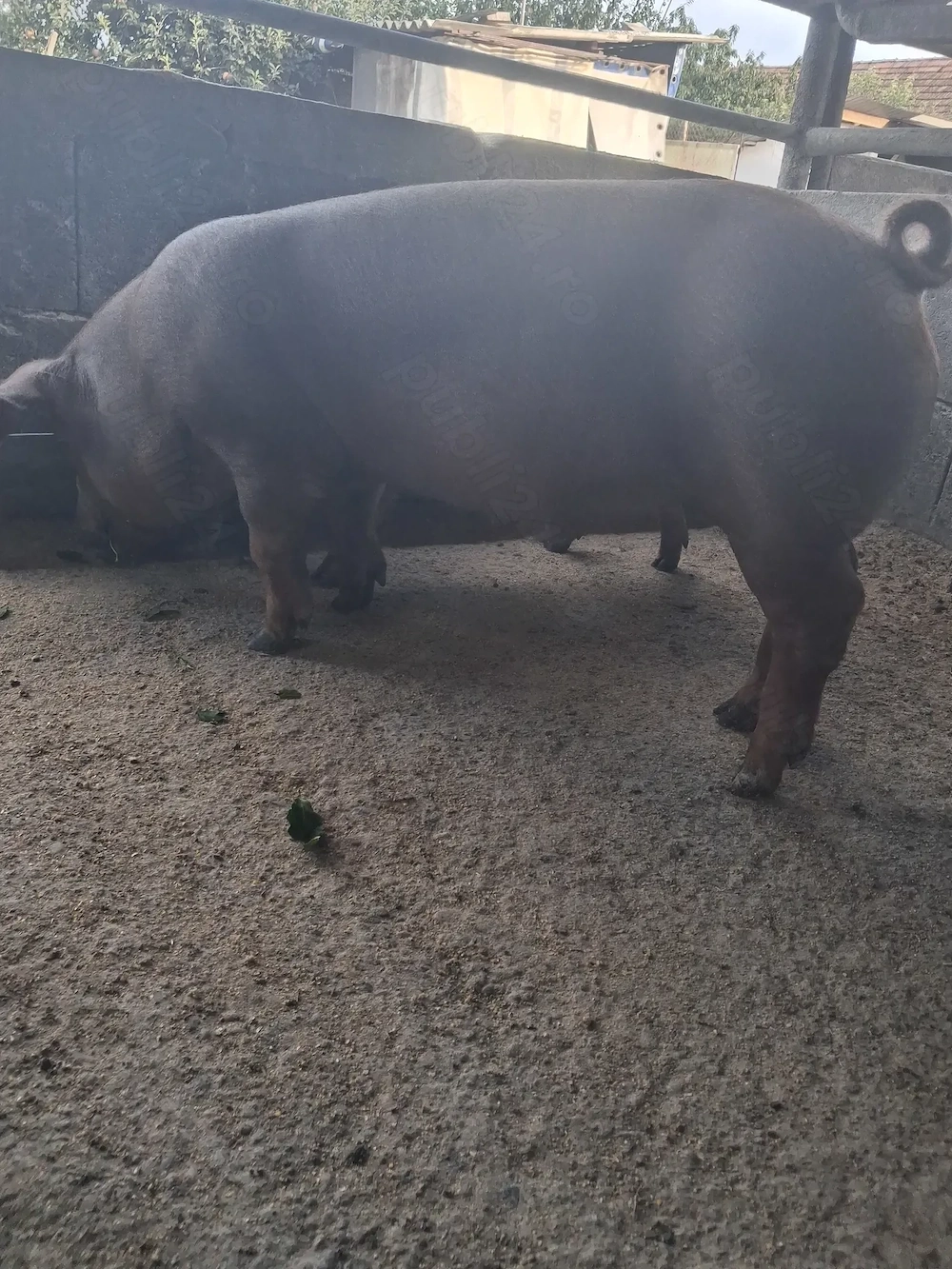 de vanzare 1 mascul 40 kg rasă duroc 
