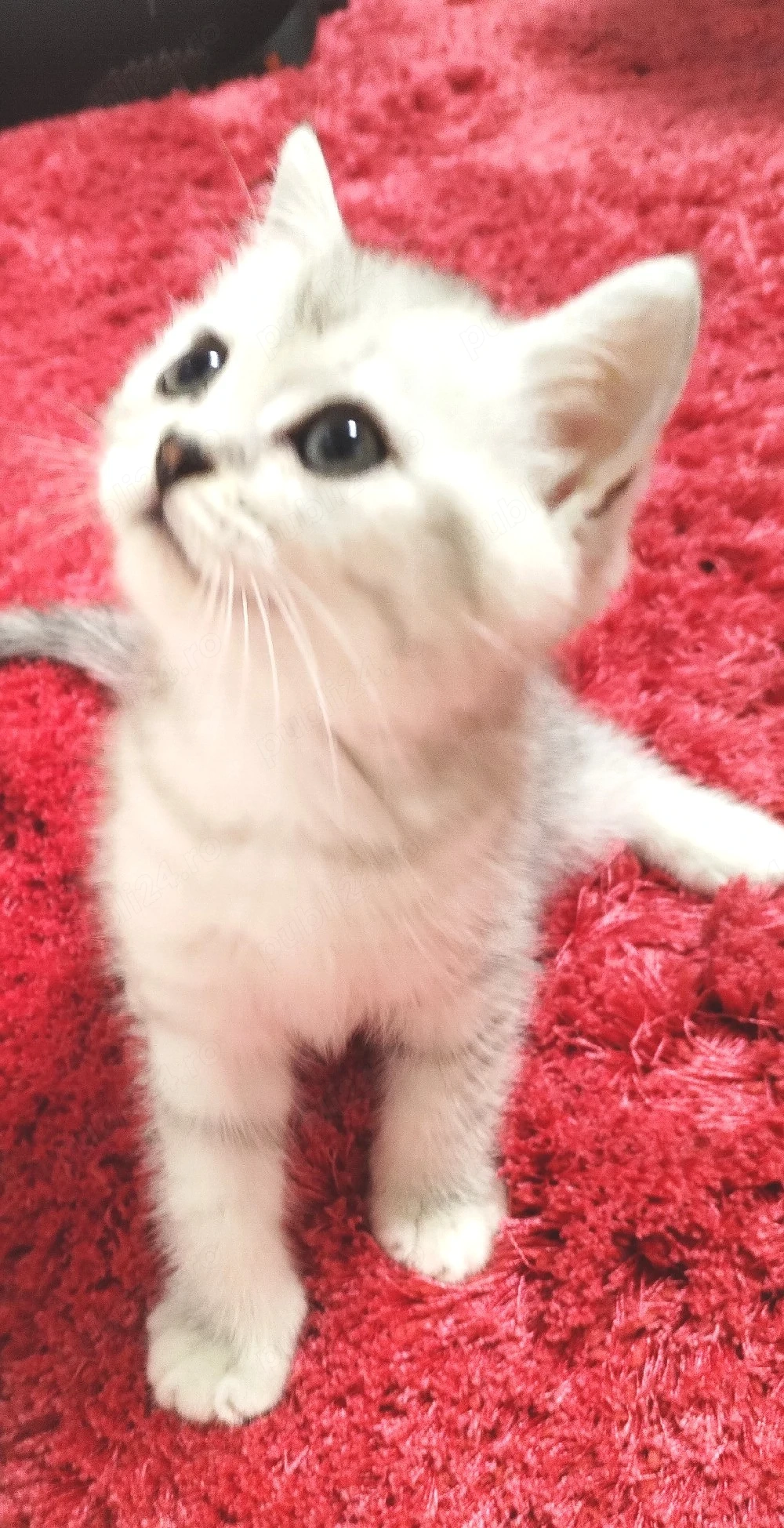 Puiuți britsh shorthair 