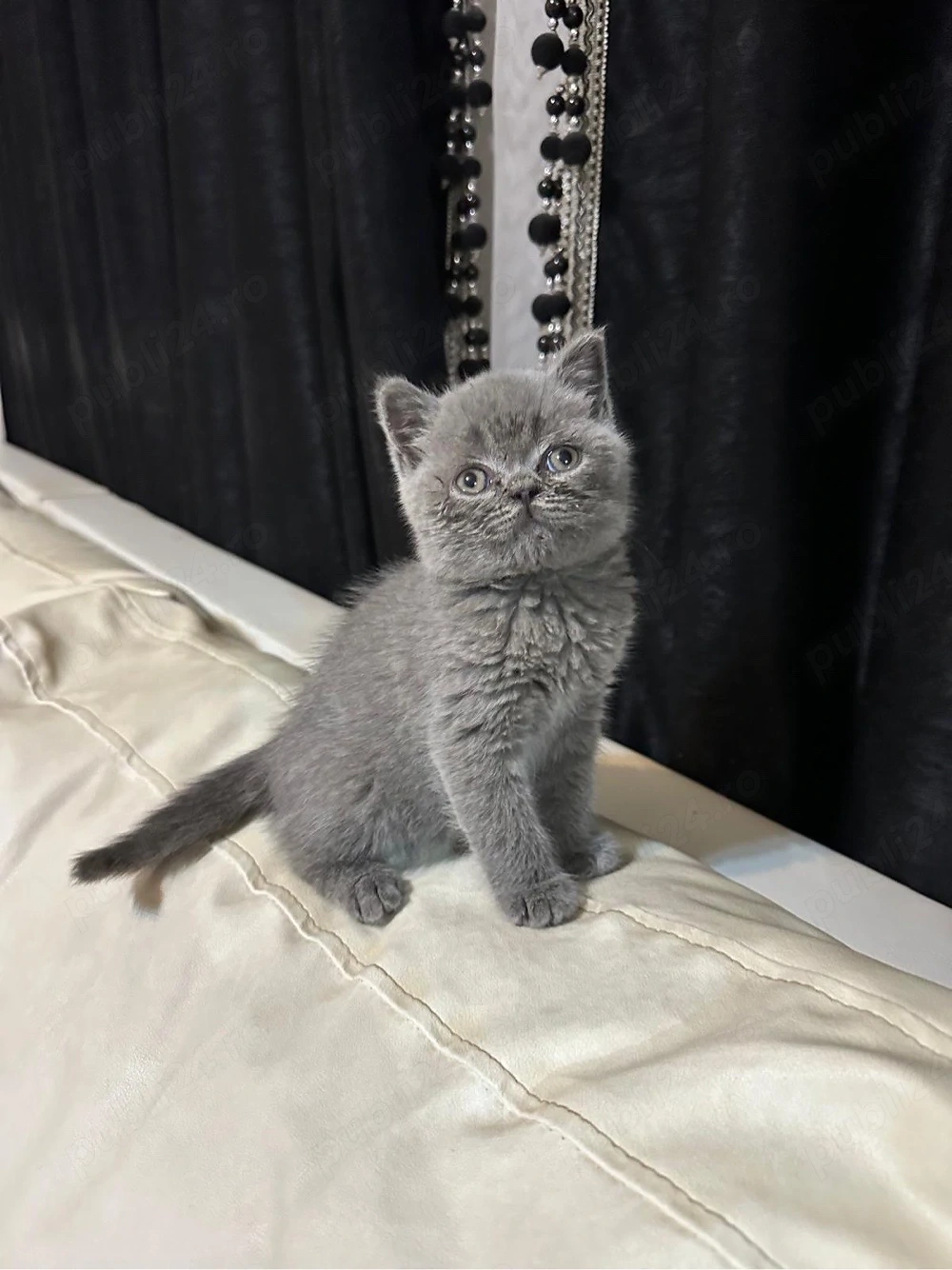 Vand pisoi British Shorthair Blue