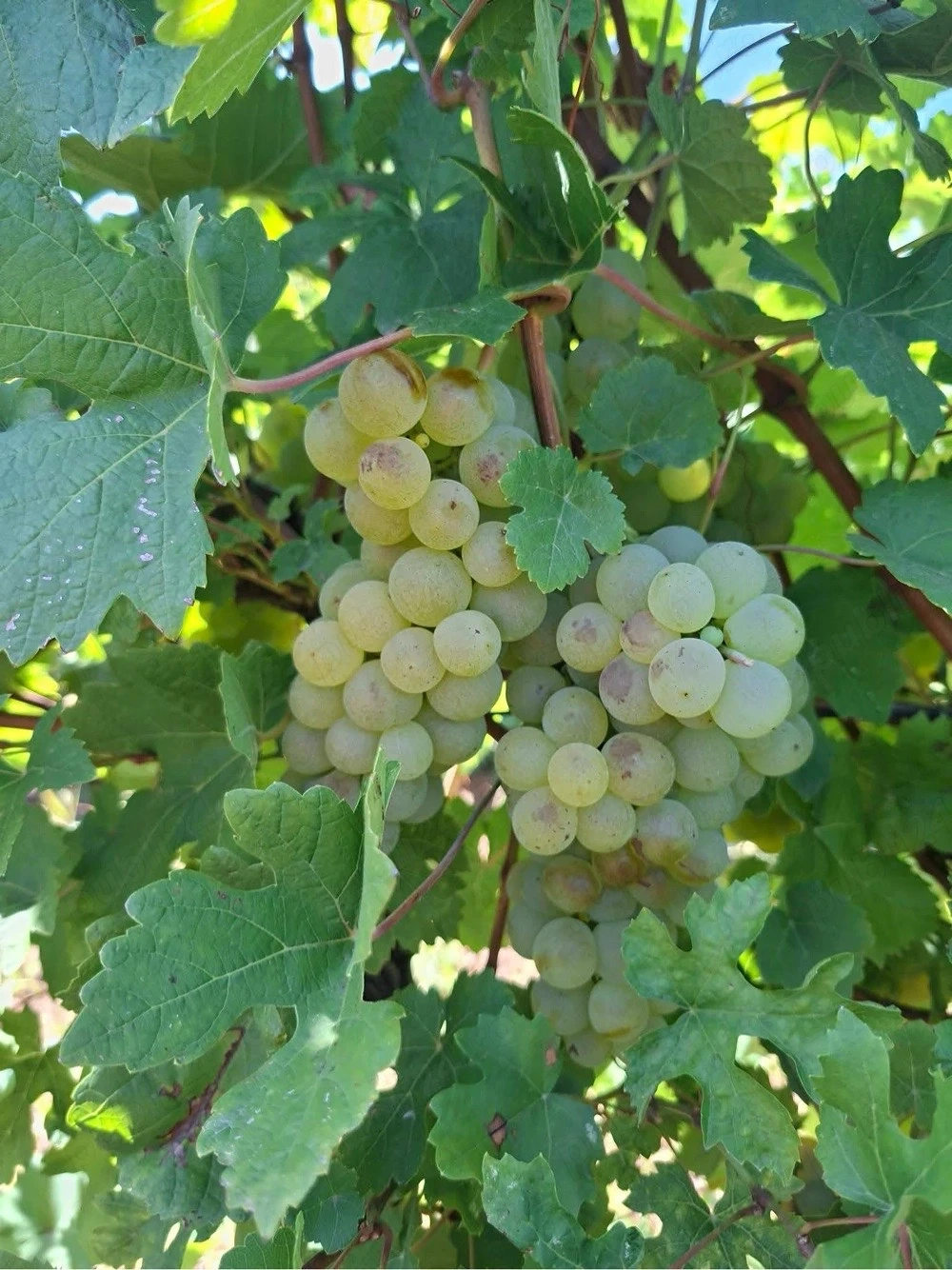 vand struguri producator local din vrancea 