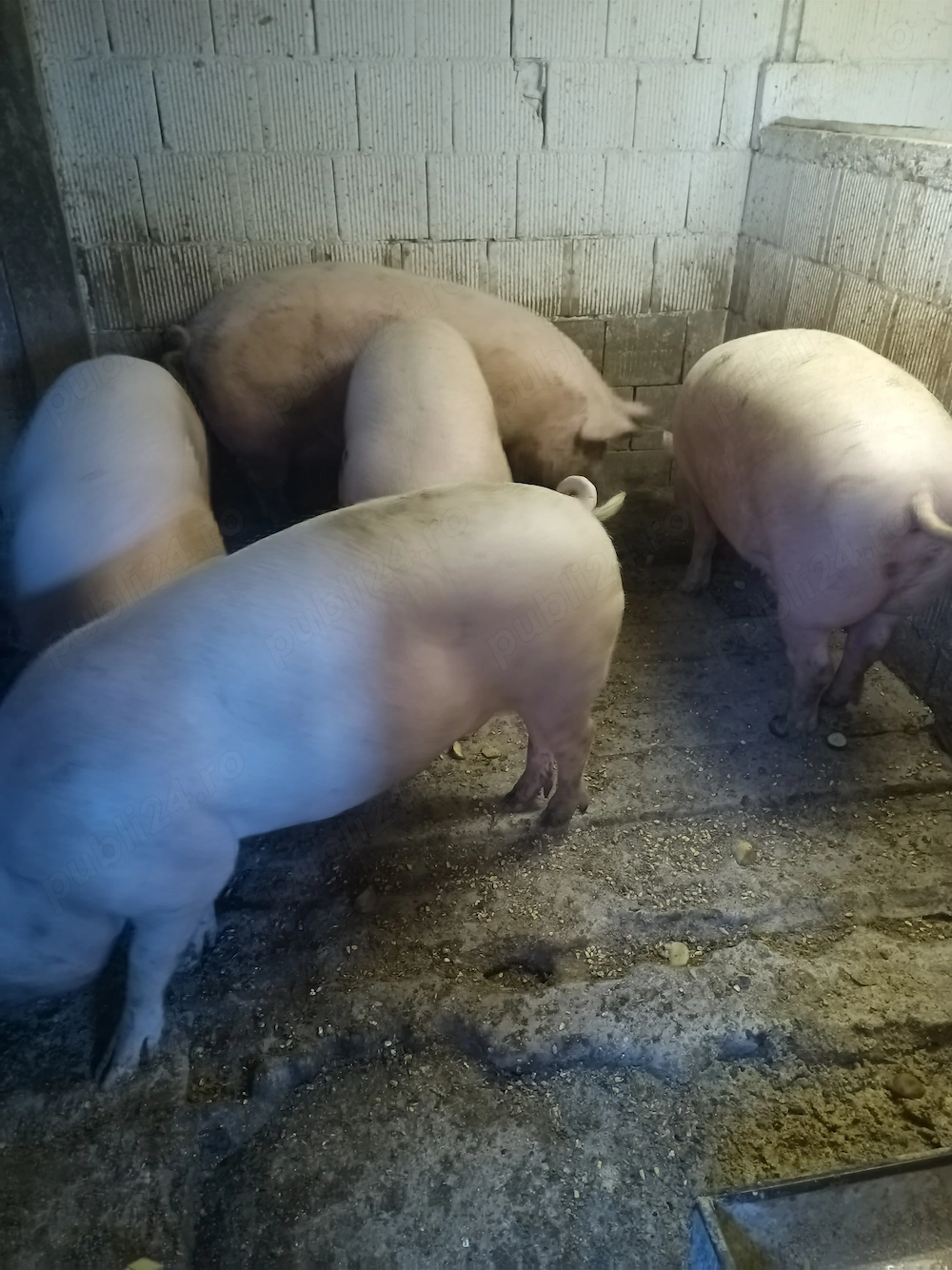 Vând porci 