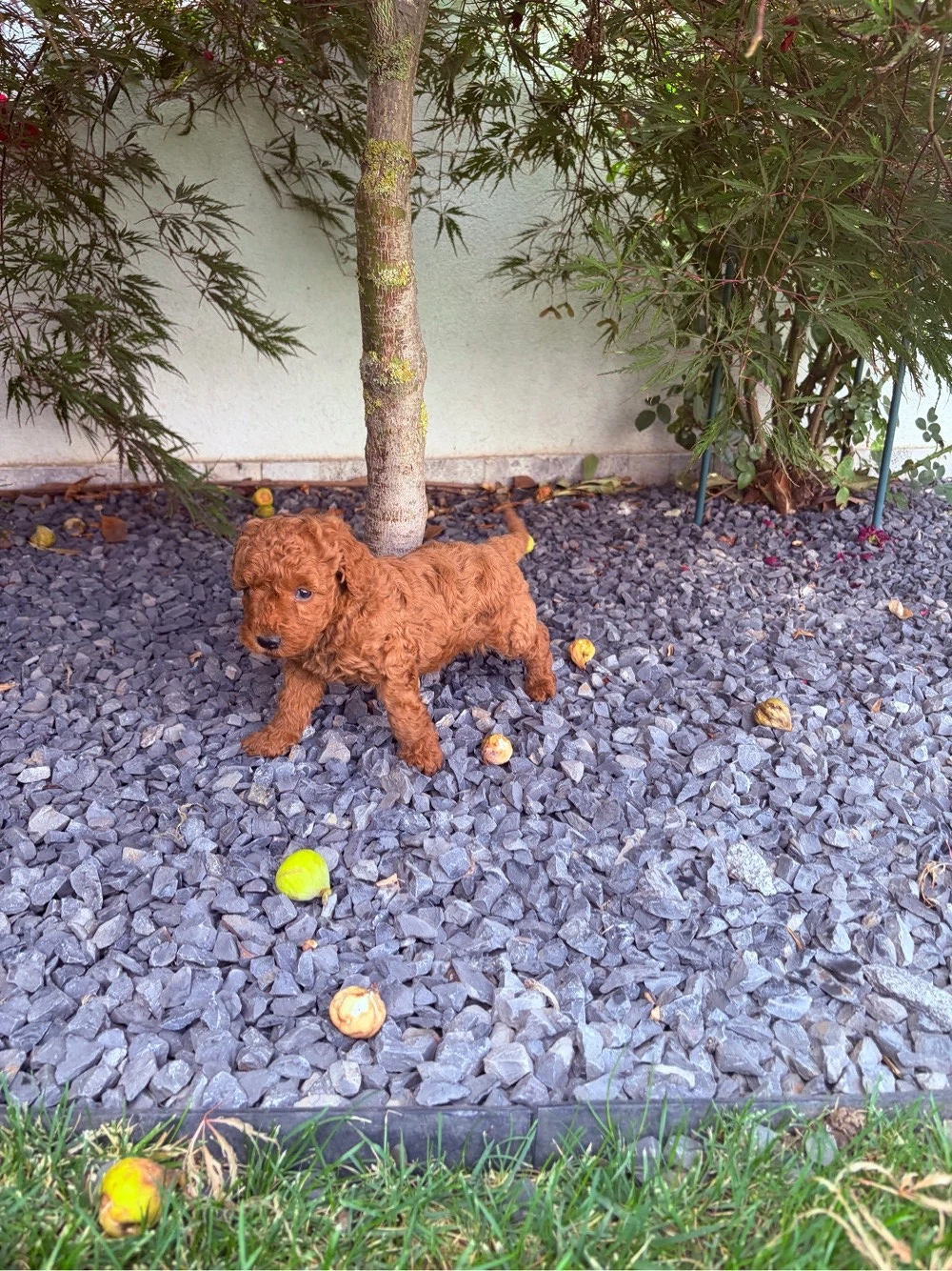 Pudel Mascul Red toy!!!