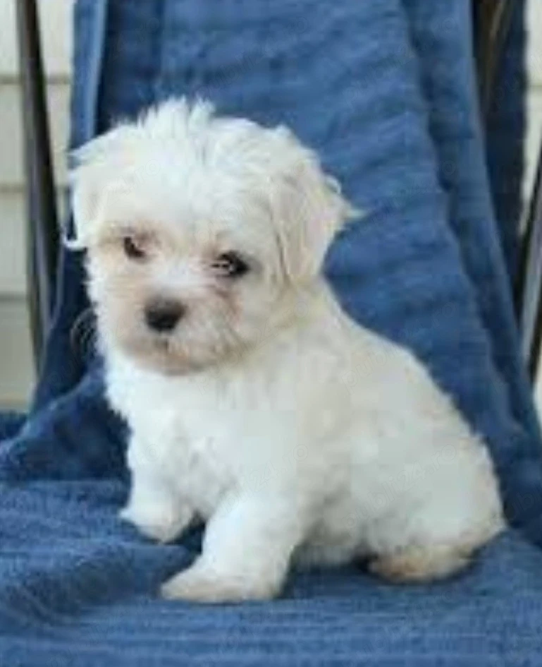 Bichon Maltese cu pedigree 