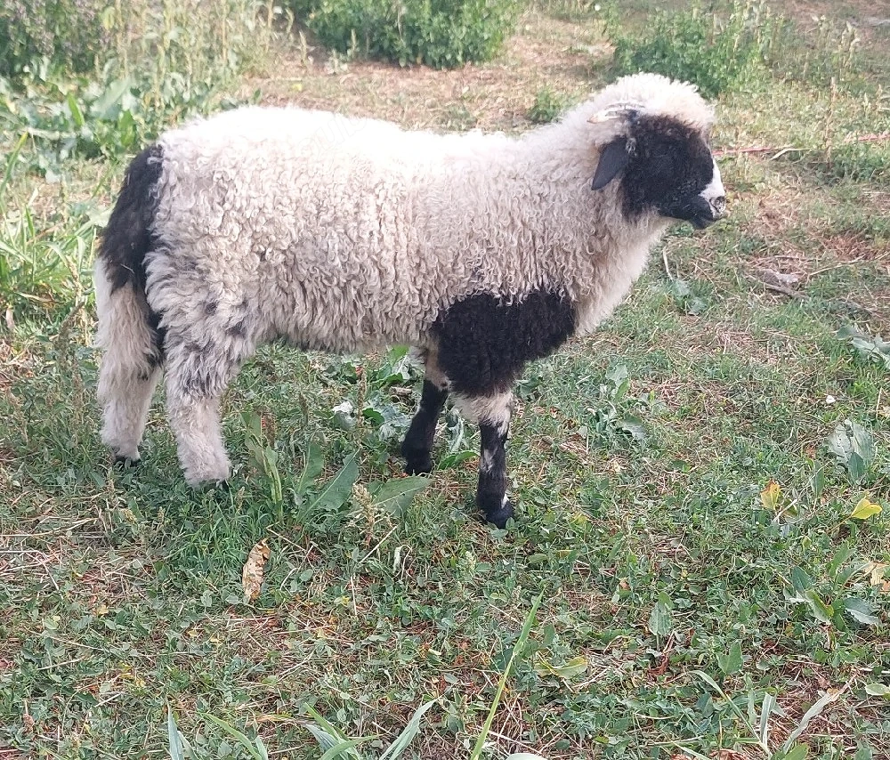 berbecuț de vanzare 550 lei 
