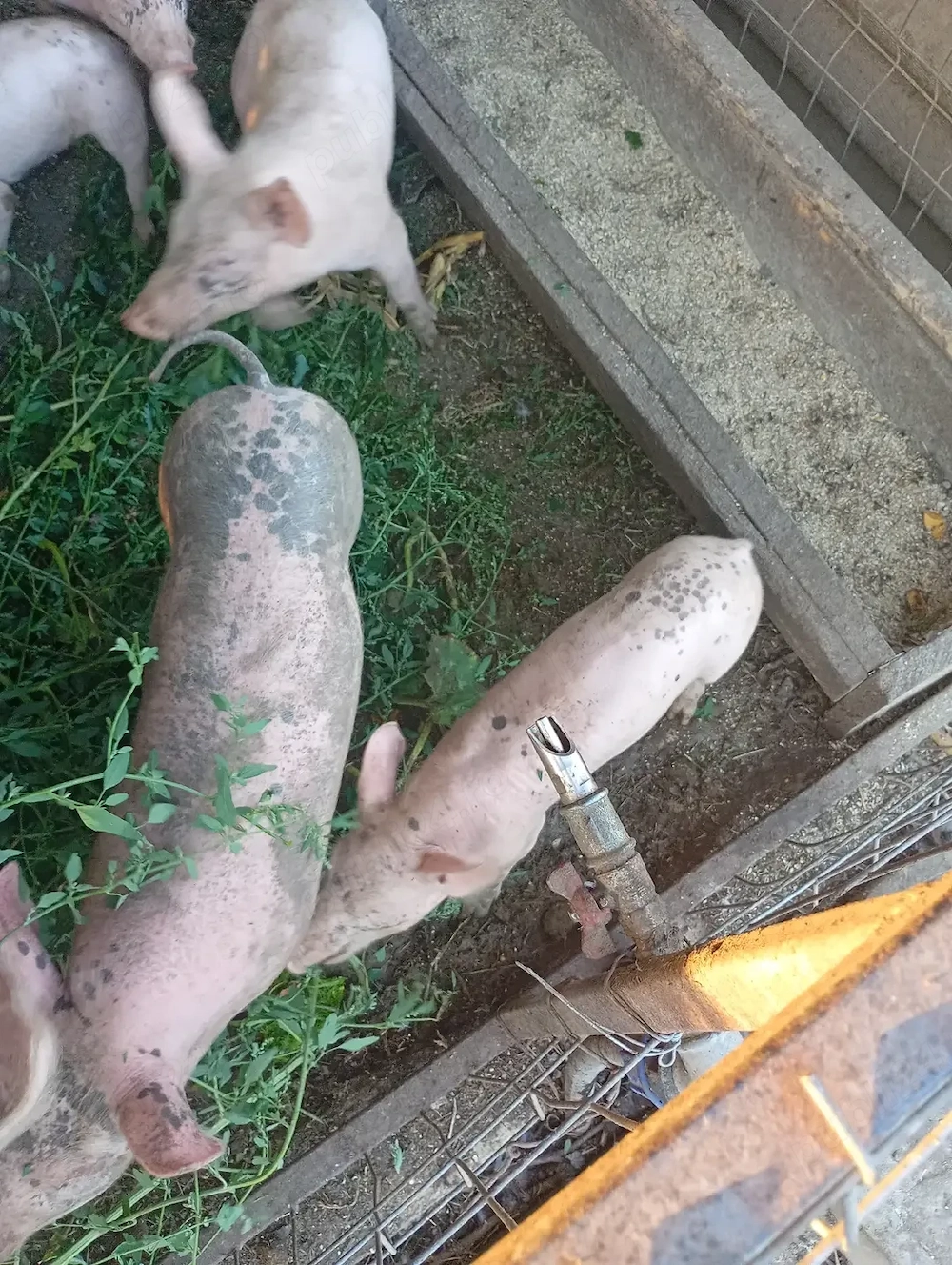 Vad porci de 8 sap 350 bucata 