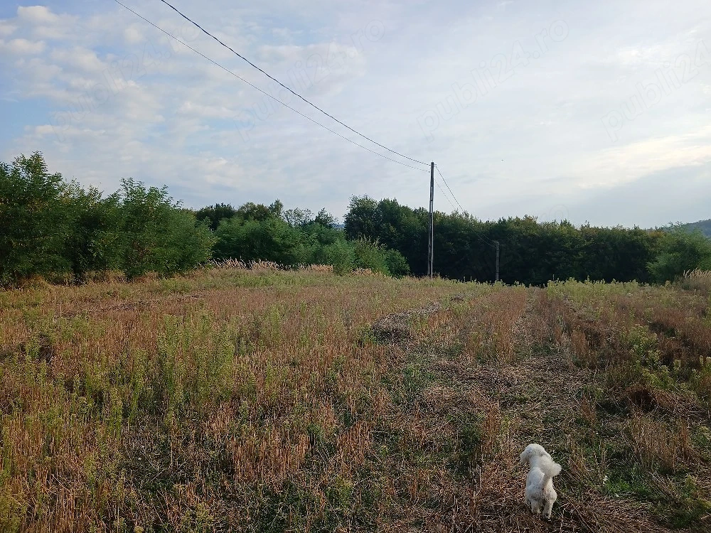 Doua Terenuri  extravilan unul de 6000 mp si altul de 2500mp de vanzare com. Budesti sat Andronsti