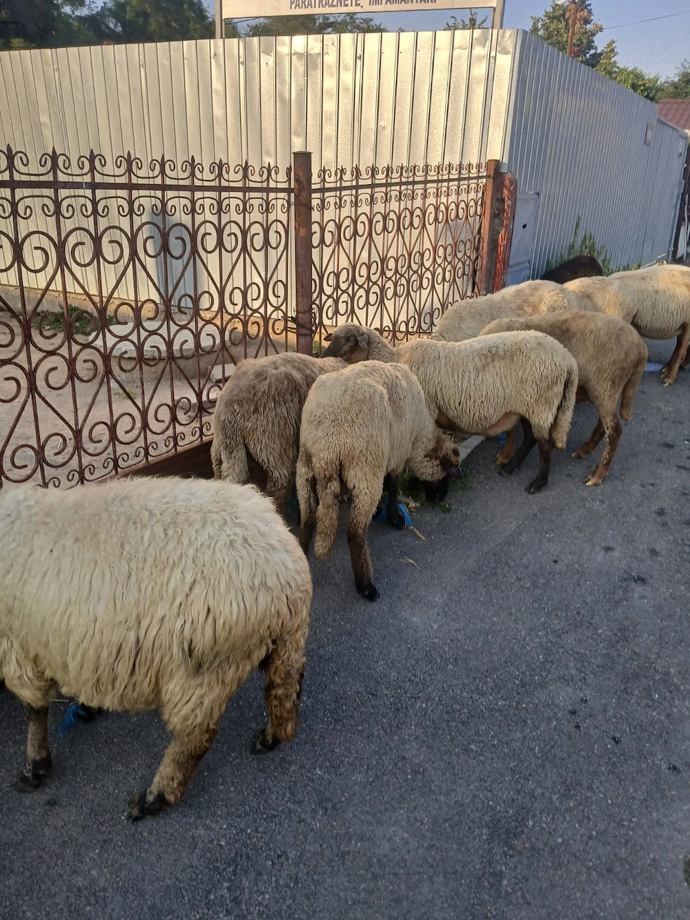vand 13 oi de taiat in ramnicu sarat pentru mai multe detali sunati  