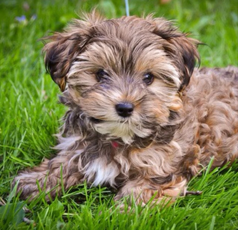 Bichon havanez baietei
