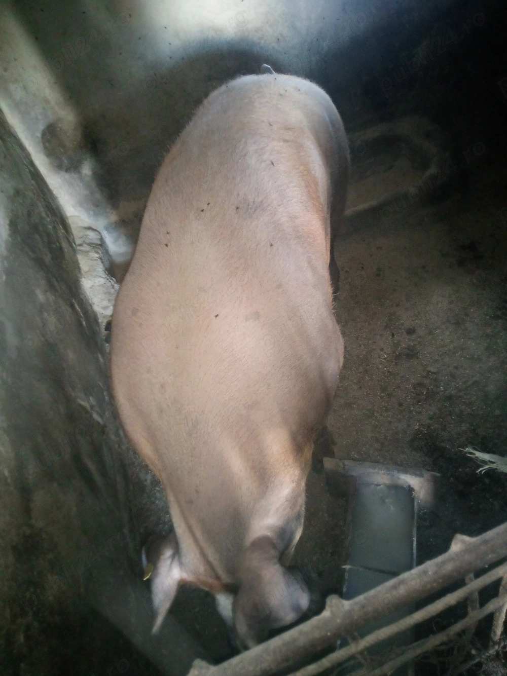 De vînzare duroc 