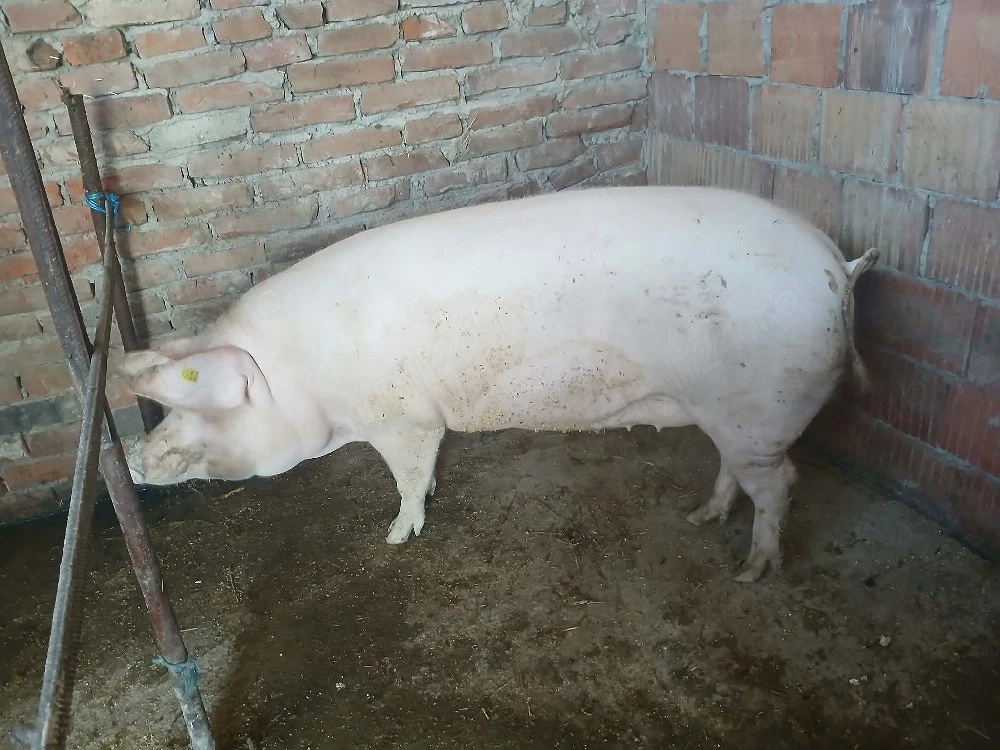 Vand Doi Porci Jud Timiș