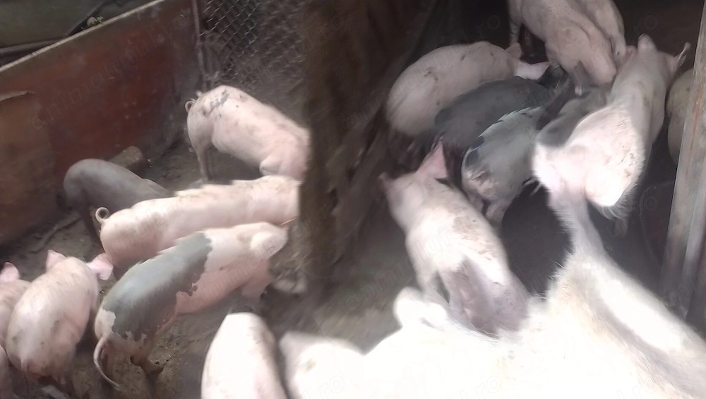 Purcei rasa carne între 20 25 30 kilograme 