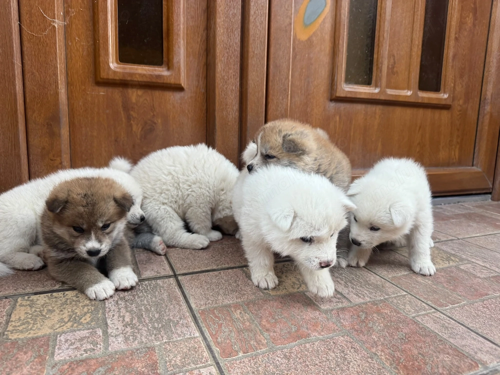 Pui Akita de vânzare 