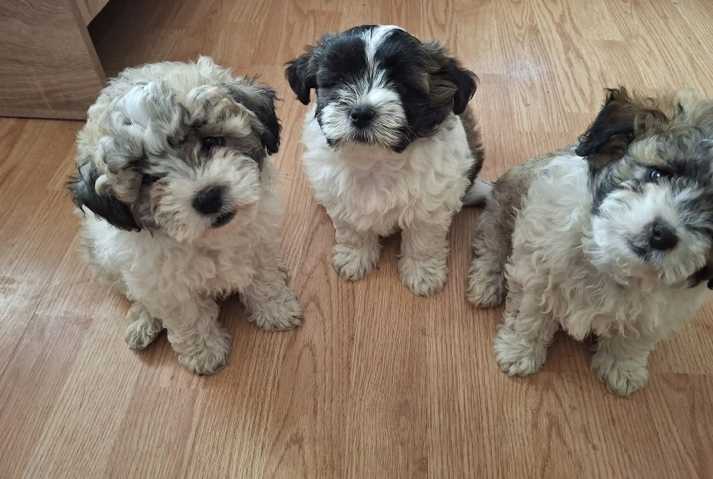 Bichon Maltez   2 băieți și 1 fetiță   150       
