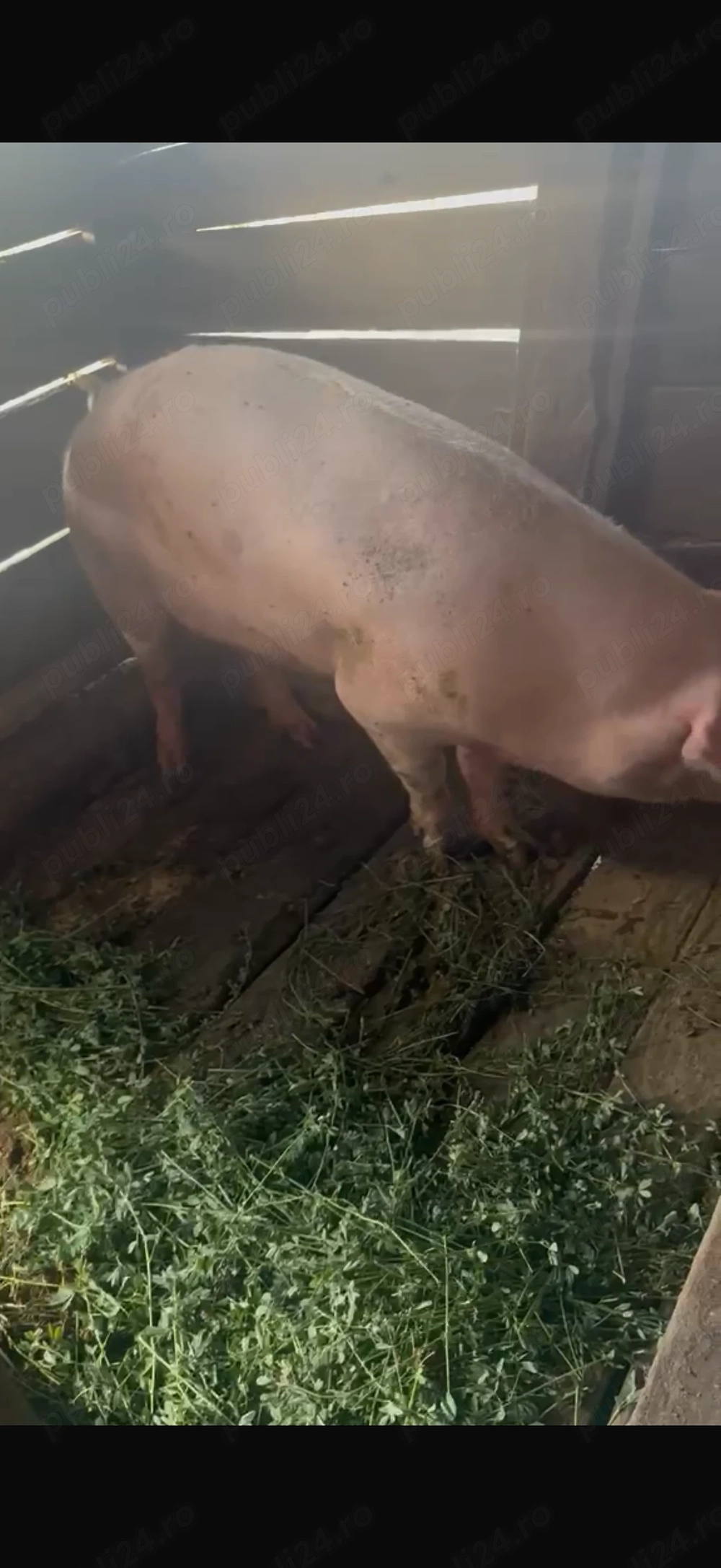 Porc de vanzare