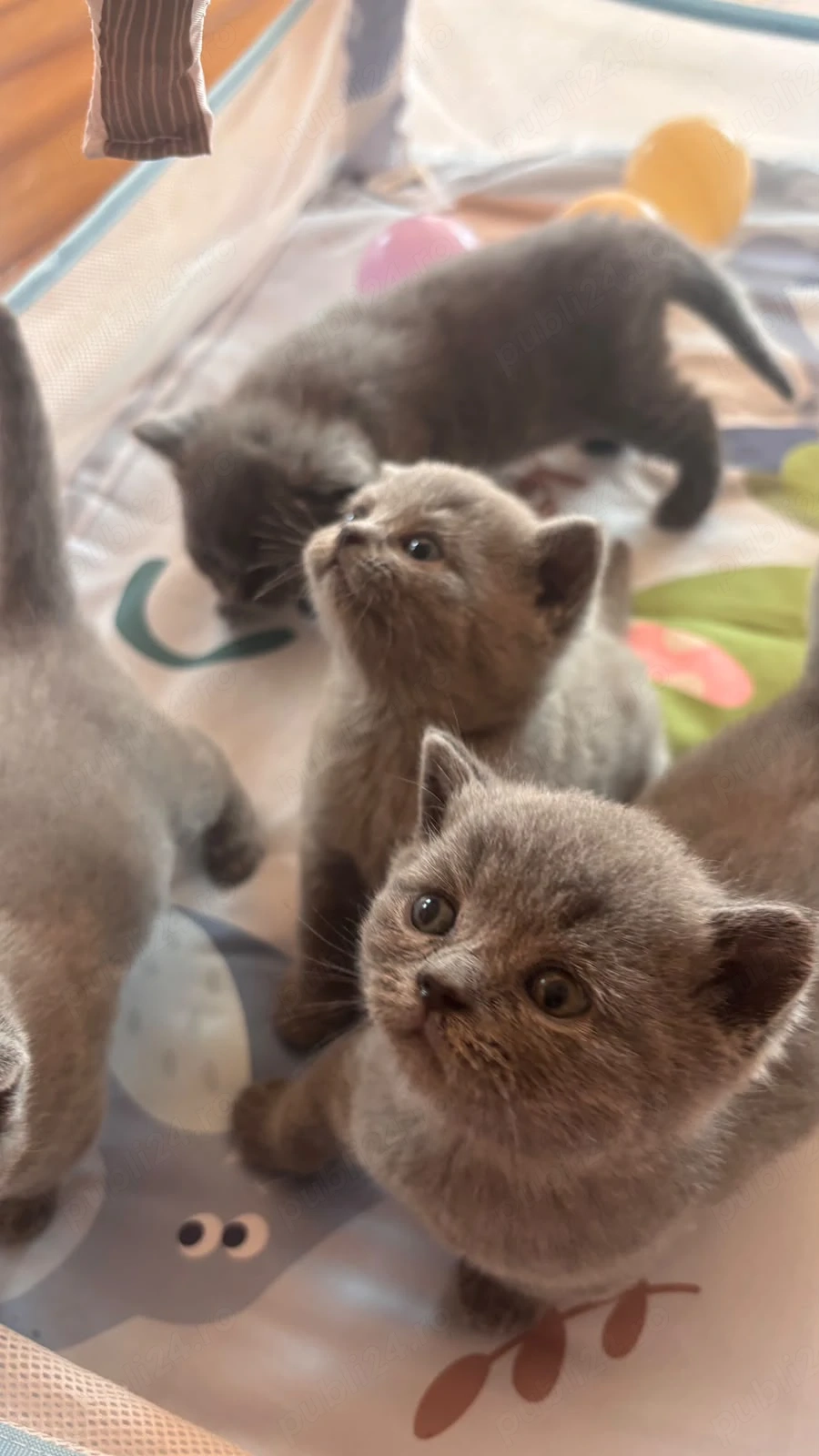 Pui british shorthair blue