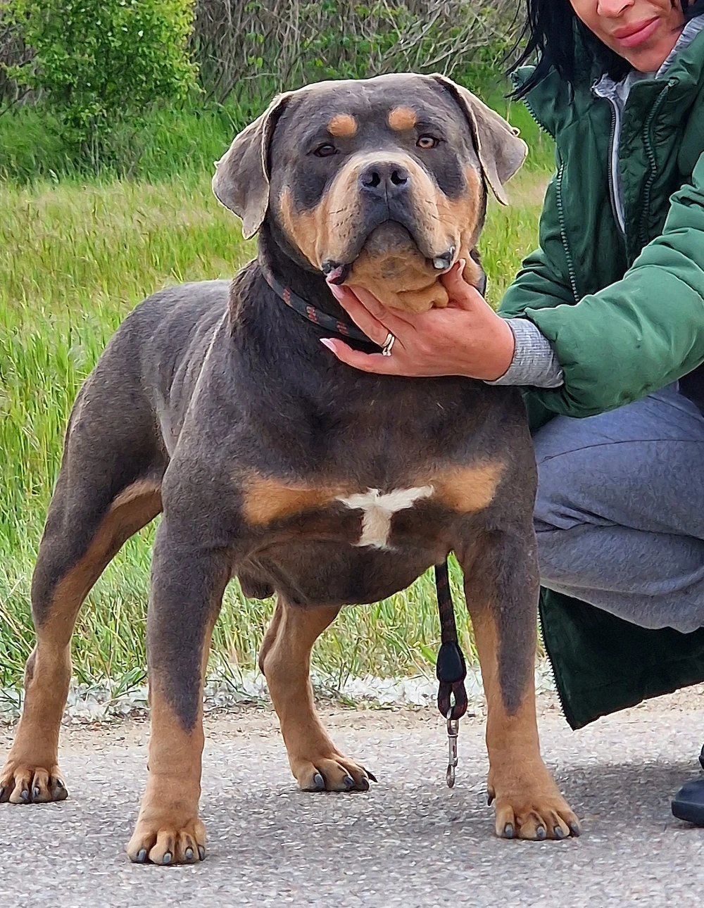 Vand American Bully Xl