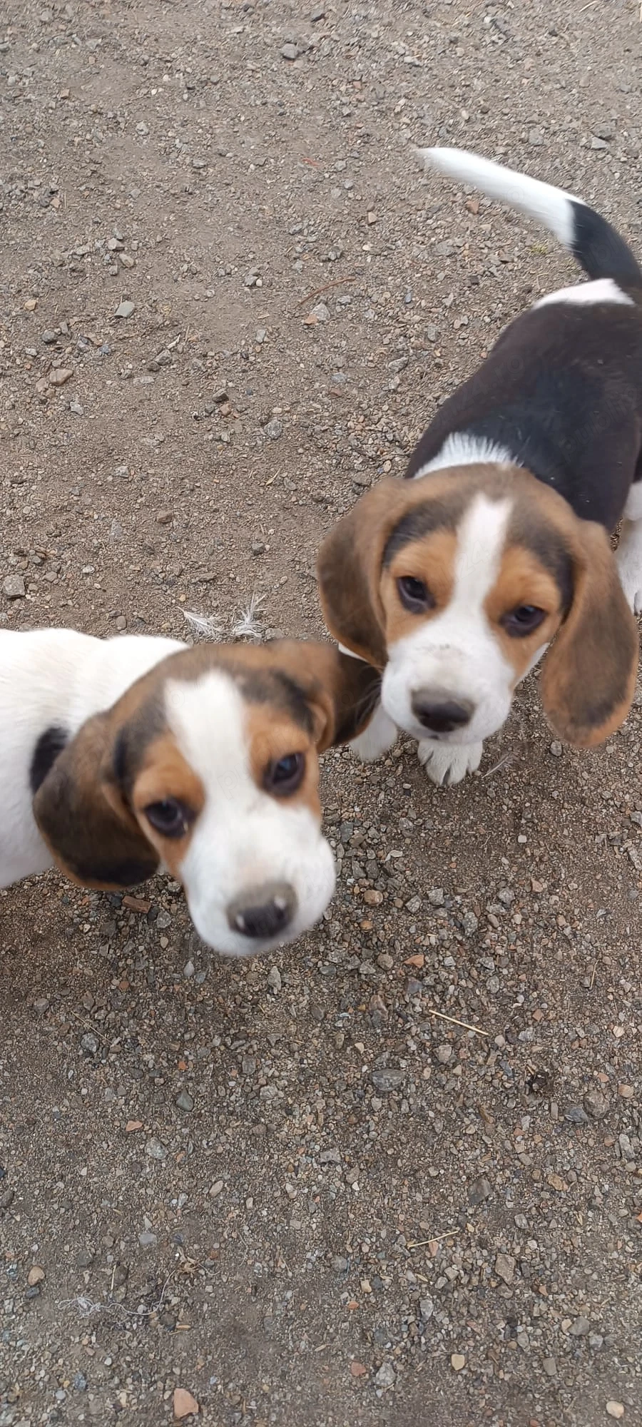 Beagle tricolor 