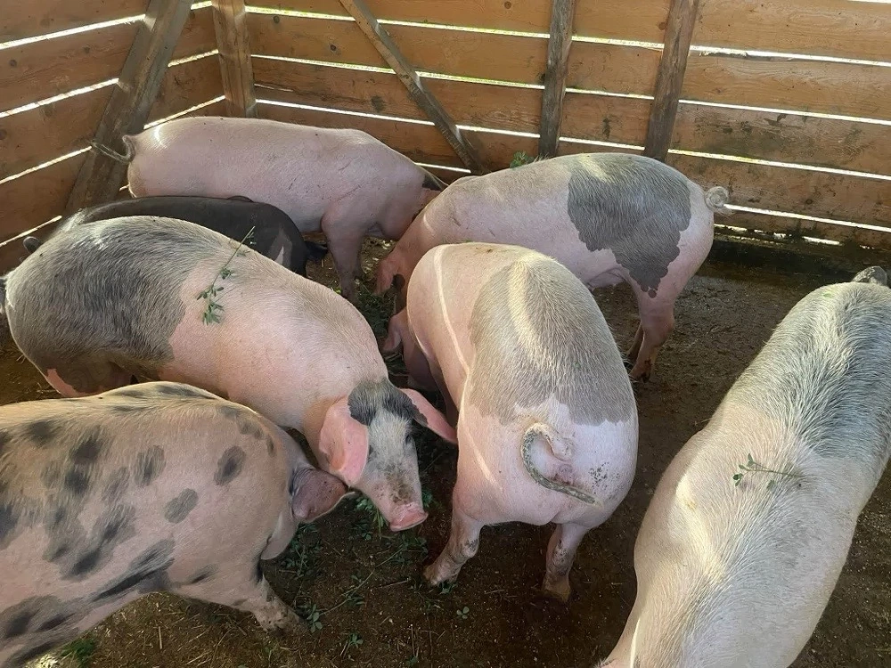 Porci De Vanzare