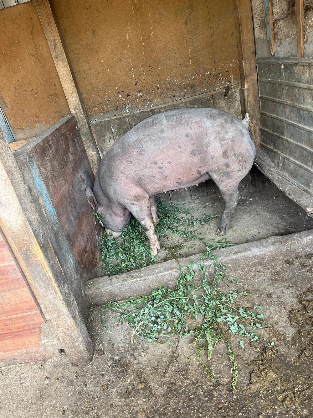 Porc pietrain