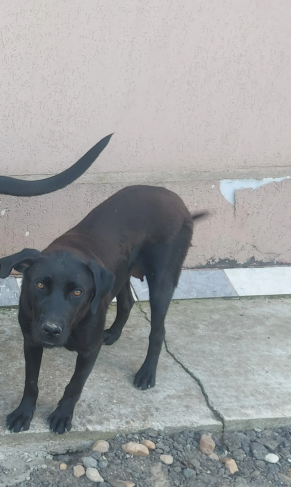 Cățel in adopție 