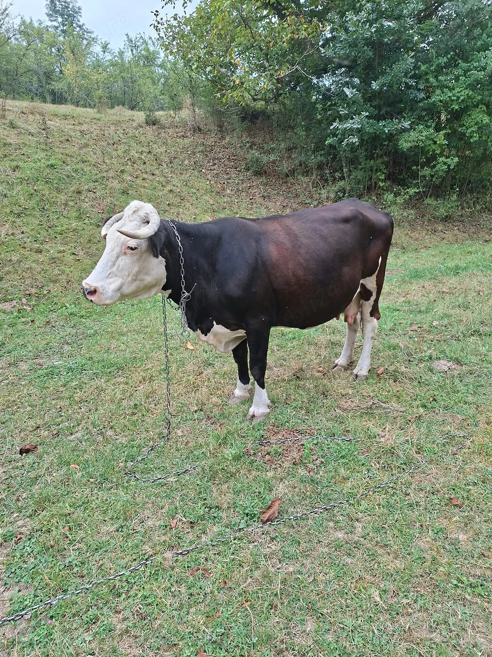 Vând vacă sănătoasa , îngrijită bine.