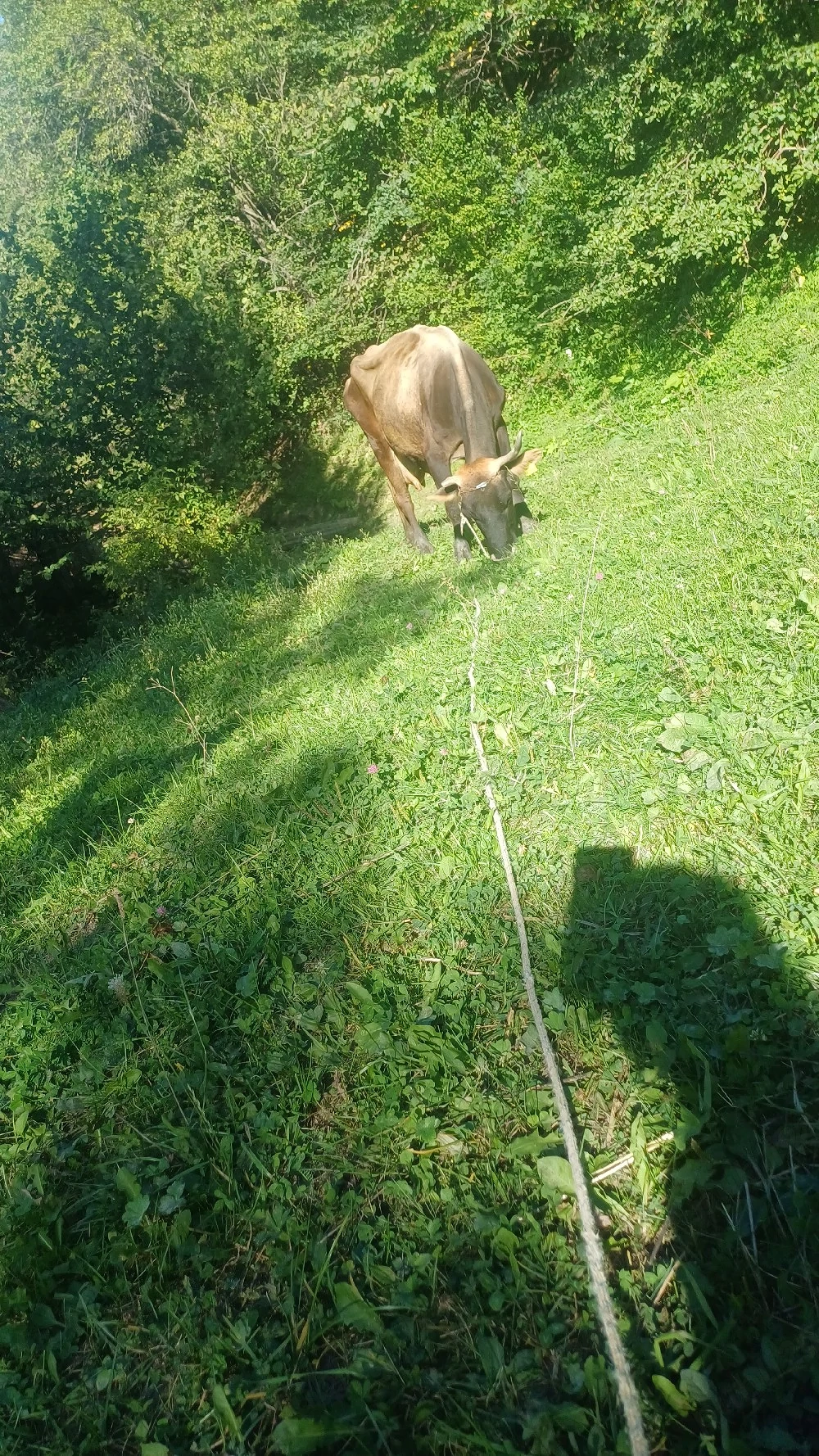 Vaca de vanzare